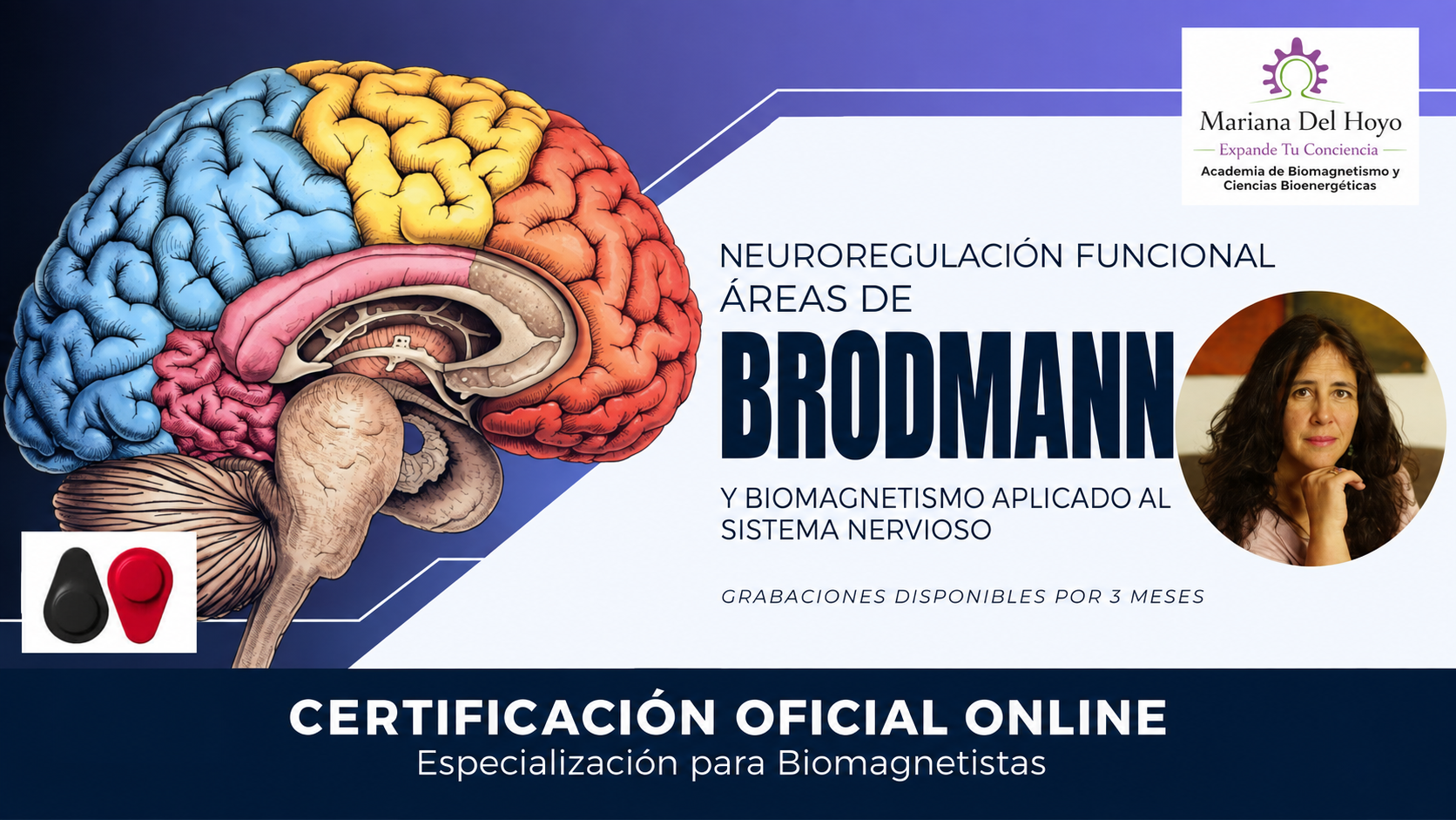 Neurorregulación Funcional Y Áreas De Brodmann